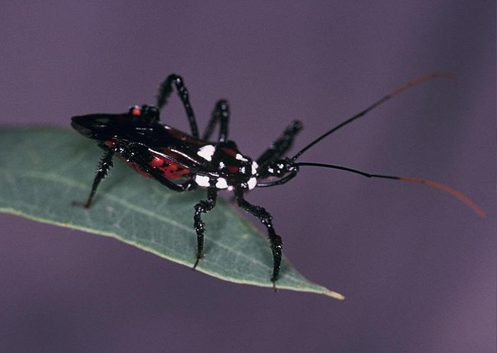 Reduviidae dell''Australia: Poecilosphodrus undescribed sp.